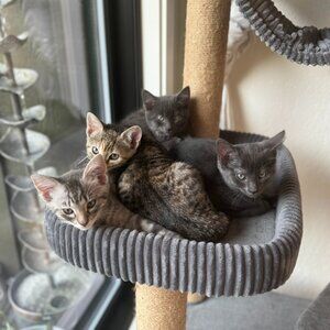 Meet your Posher, SH